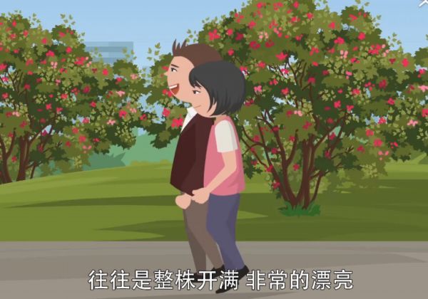 夹竹桃有毒吗  夹竹桃是否有毒