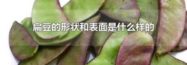 扁豆的形状和表面是什么样的