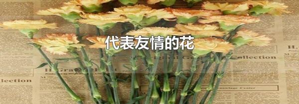 代表友情的花