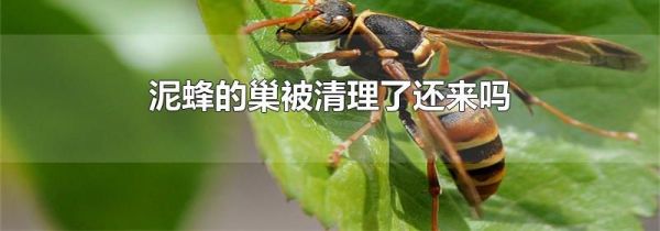 泥蜂的巢被清理了还来吗