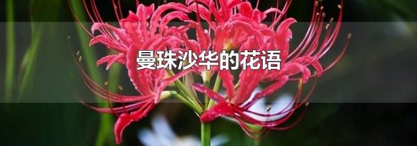 曼珠沙华的花语