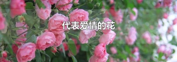 代表爱情的花