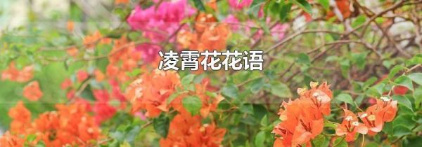 凌霄花花语