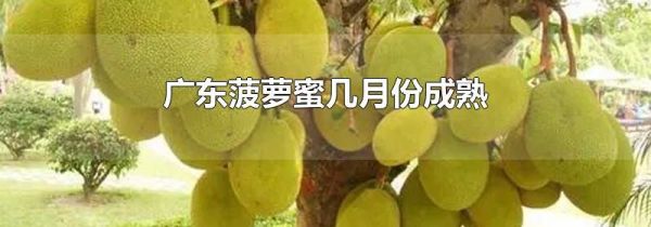 广东菠萝蜜几月份成熟