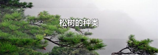 松树的种类