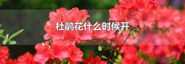 杜鹃花什么时候开