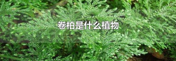 卷柏是什么植物