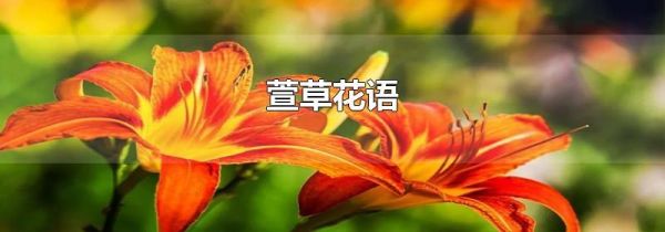 萱草花语