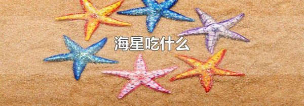 海星吃什么