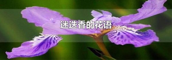 迷迭香的花语