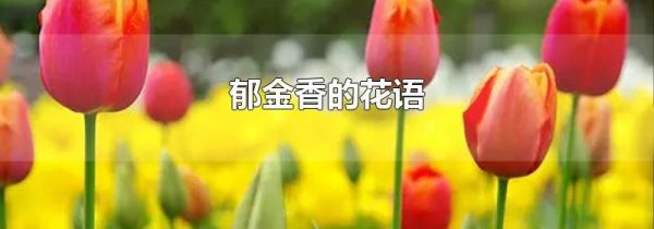 郁金香的花语