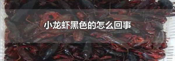 小龙虾黑色的怎么回事