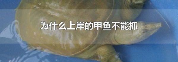 为什么上岸的甲鱼不能抓