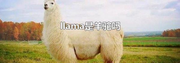 llama是羊驼吗