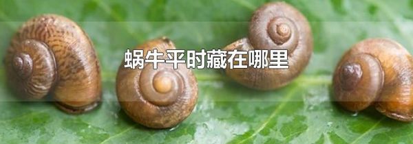 蜗牛平时藏在哪里