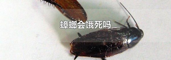 蟑螂会饿死吗