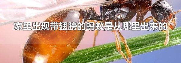 家里出现带翅膀的蚂蚁是从哪里出来的