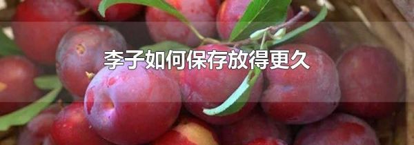 李子如何保存放得更久