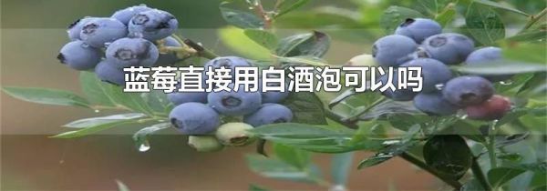 蓝莓直接用白酒泡可以吗