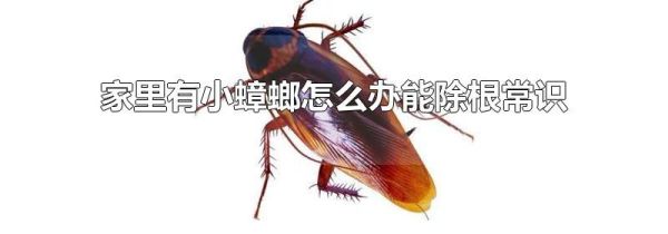 家里有小蟑螂怎么办能除根常识