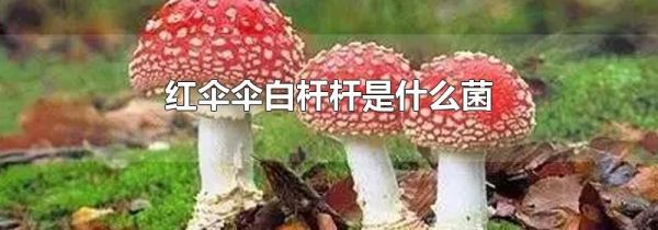 红伞伞白杆杆是什么菌