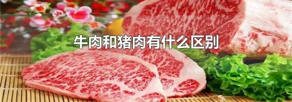 牛肉和猪肉有什么区别