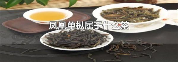 凤凰单枞属于什么茶