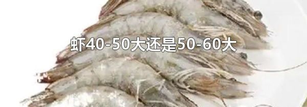 虾40-50大还是50-60大