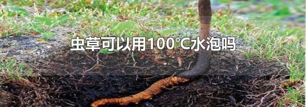 虫草可以用100℃水泡吗