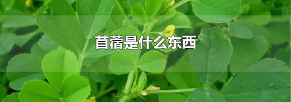 苜蓿是什么东西