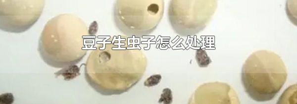 豆子生虫子怎么处理