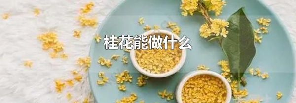 桂花能做什么