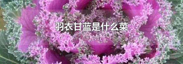 羽衣甘蓝是什么菜