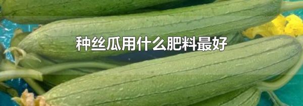 种丝瓜用什么肥料最好