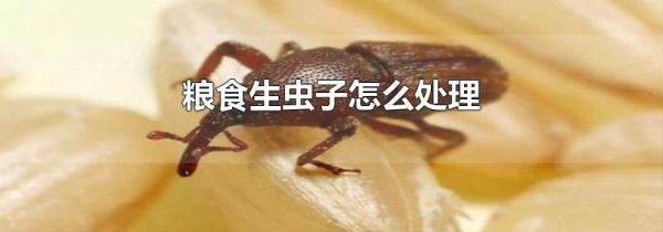 粮食生虫子怎么处理