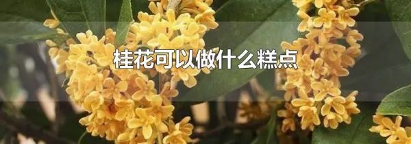 桂花可以做什么糕点