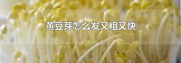 黄豆芽怎么发又粗又快