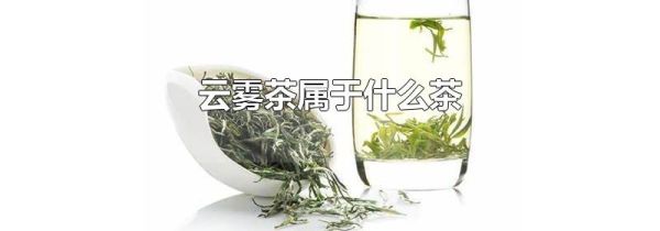 云雾茶属于什么茶