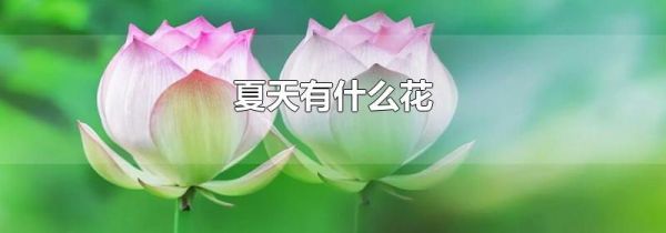 夏天有什么花