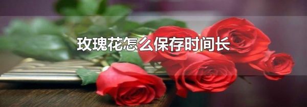 玫瑰花怎么保存时间长