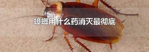 蟑螂用什么药消灭最彻底