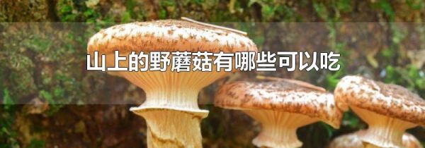 山上的野蘑菇有哪些可以吃