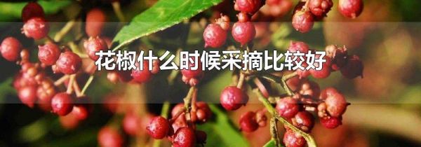 花椒什么时候采摘比较好