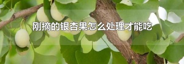 刚摘的银杏果怎么处理才能吃