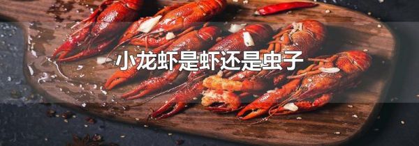 小龙虾是虾还是虫子