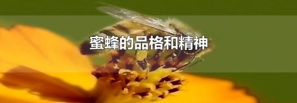 蜜蜂的品格和精神