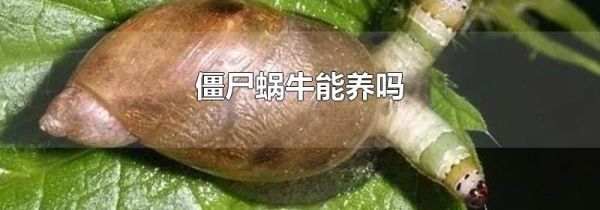 僵尸蜗牛能养吗