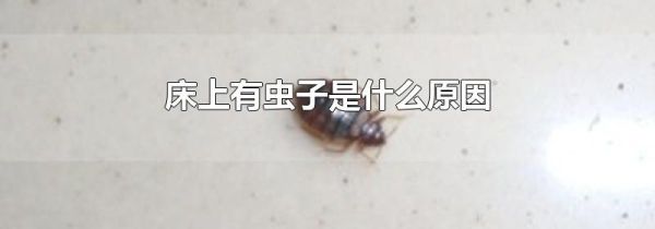 床上有虫子是什么原因