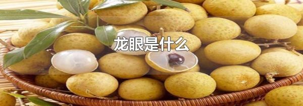 龙眼是什么