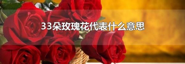 33朵玫瑰花代表什么意思